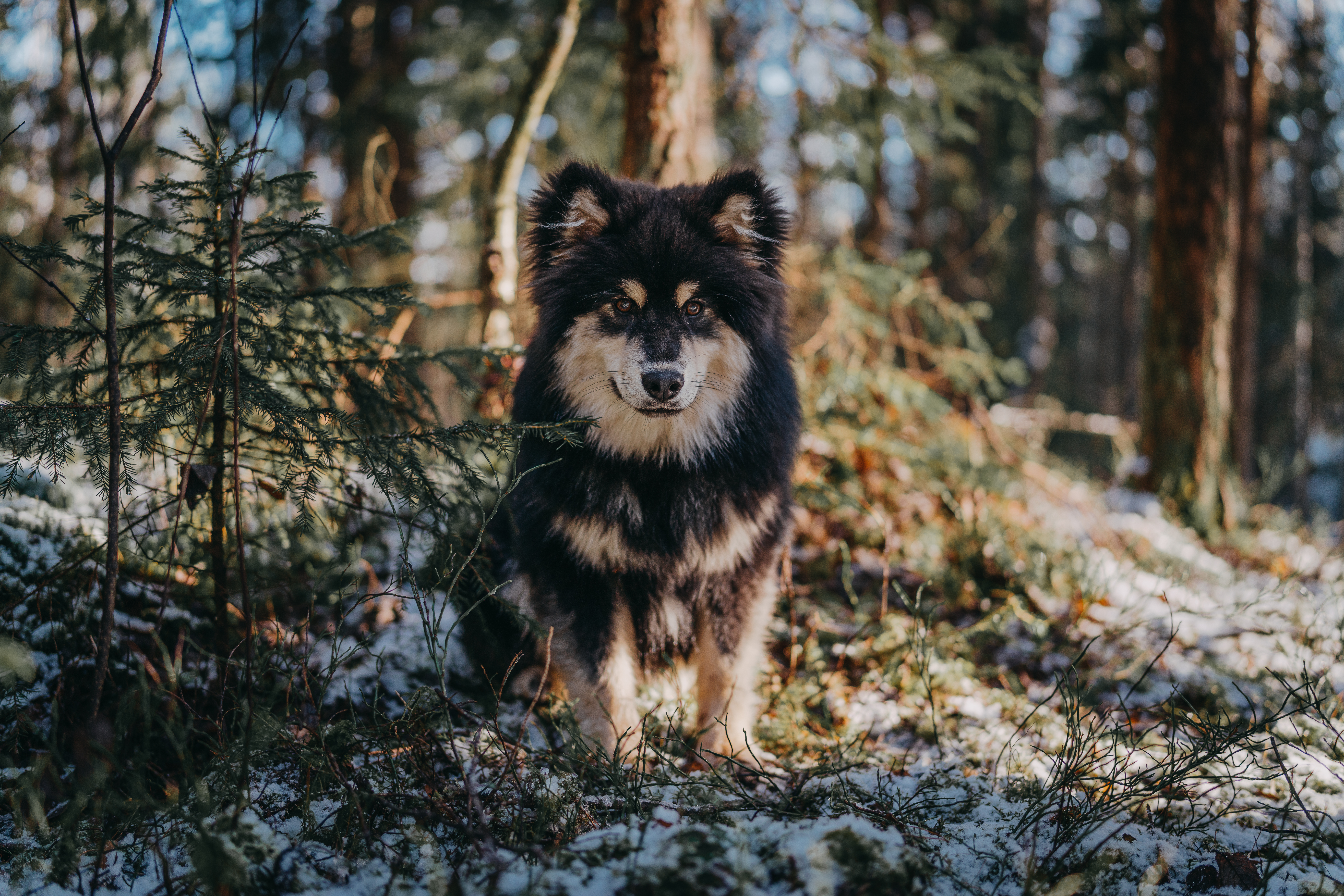 Canva - Black and Brown Dog on Forest